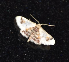 Idaea asceta