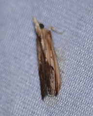 Ancylostomia stercorea