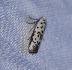 Ethmia bittenella