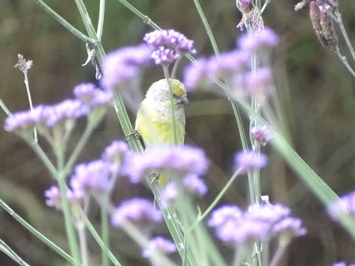 Cape Canary (Serinus canicollis), photo 10