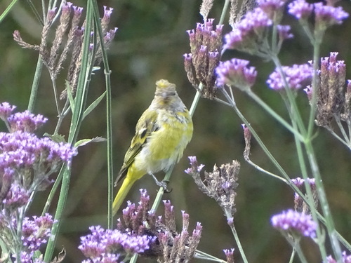 Cape Canary (Serinus canicollis), photo 9