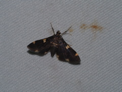 Piletocera aegimiusalis