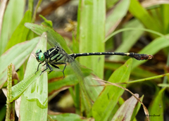 Scalmogomphus bistrigatus