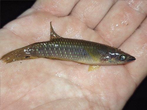 Banded epiplatys (Epiplatys fasciolatus) — Nothobranchiidae — 2