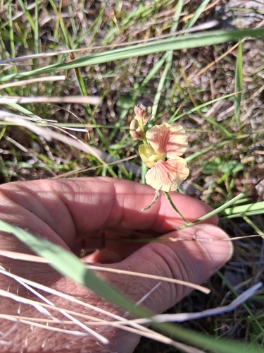 Macroptilium prostratum