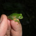 Humboldts Glass Frog - Photo (c) Ibere Machado, some rights reserved (CC BY), uploaded by Ibere Machado