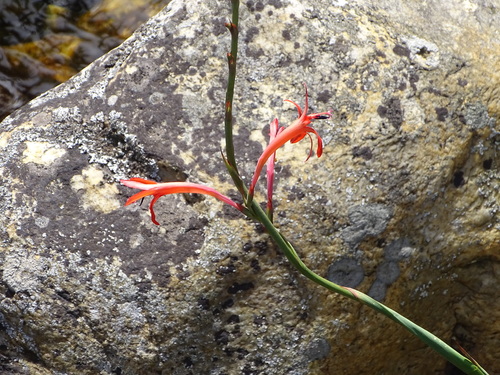 Watsonia angusta