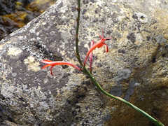 Watsonia angusta
