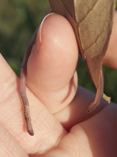 Texas Blind Snake