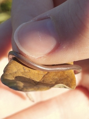 Texas Blind Snake