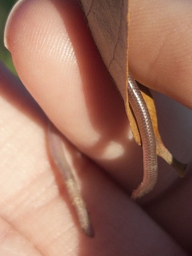 Texas Blind Snake