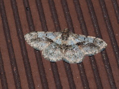 Satoblephara owadai