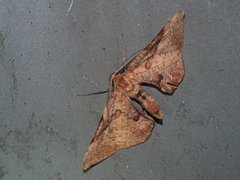 Hypochrosis baenzigeri