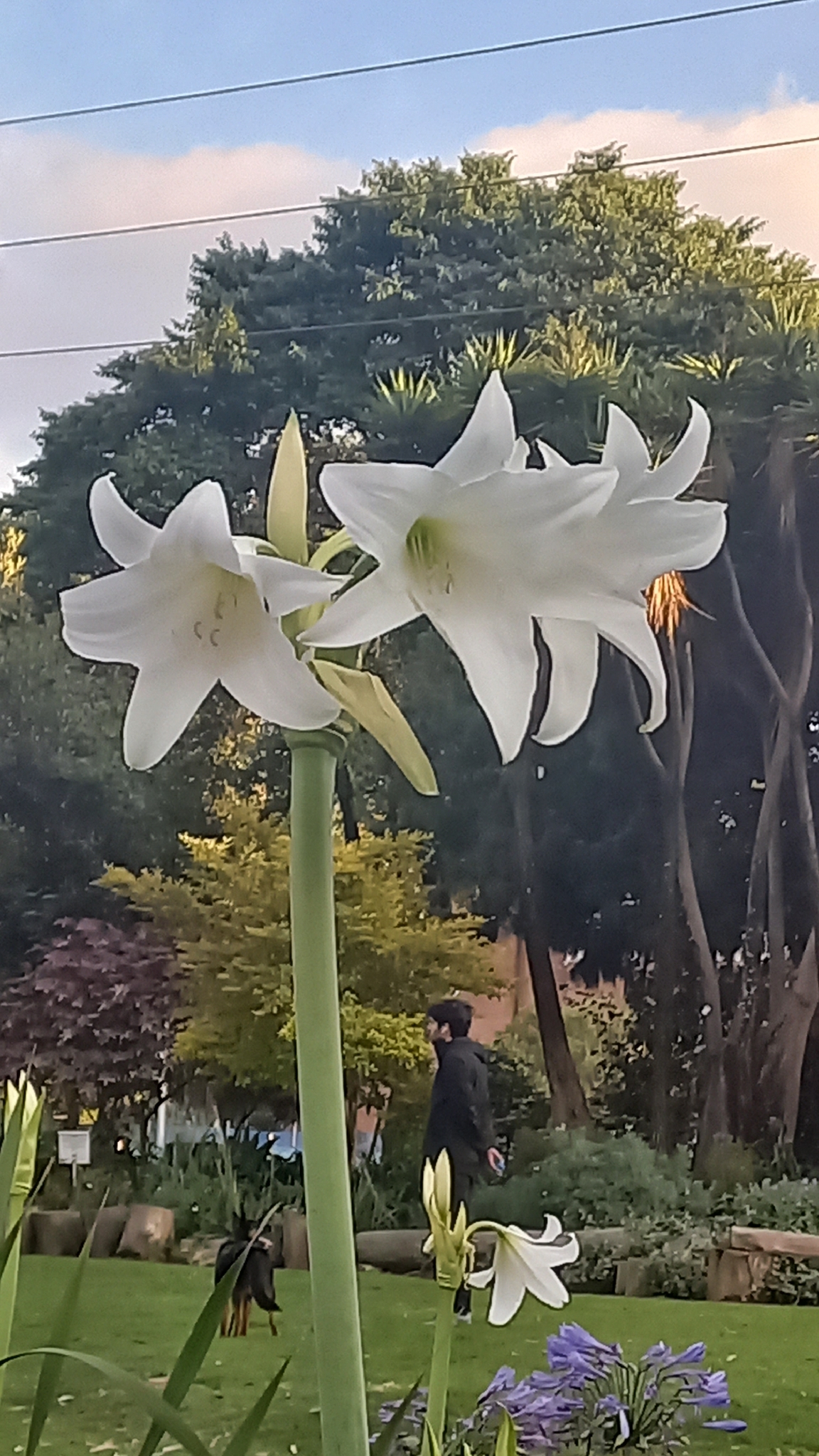Cape lily