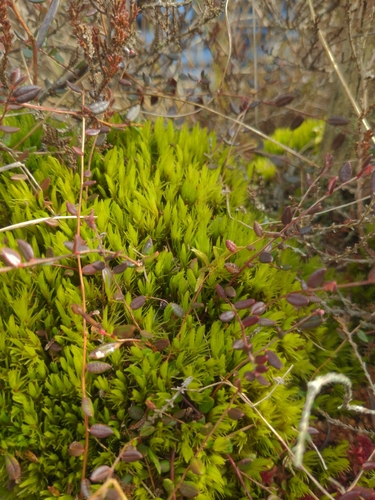 Dicranum undulatum observed 2026-03-21