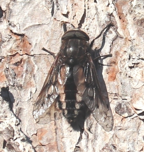 Unknown species found near Alafaya, FL 32826, USA