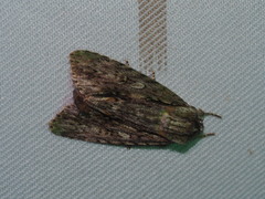 Acronicta denticulata