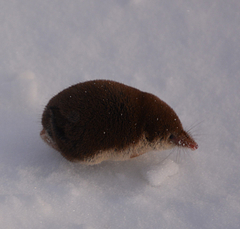Sorex tundrensis