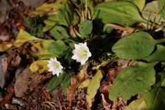 Gentiana tatakensis
