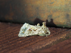 Ctenoplusia adiaphora