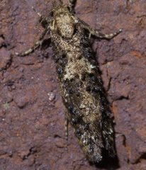Acrolophus cressoni