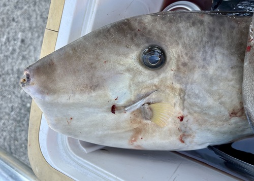 Batfish (Aluterus monoceros) — Monacanthidae — 5