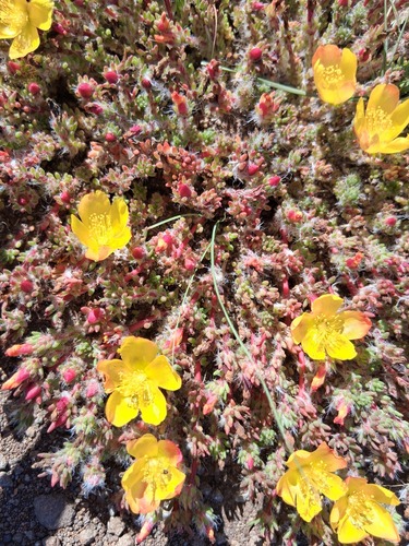 Portulaca papulifera