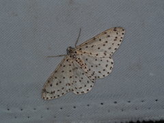 Xenoplia trivialis
