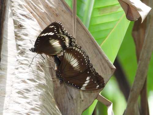 Great Eggfly