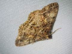Alcis taiwanovariegata