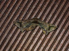 Prismosticta fenestrata