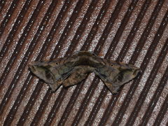 Prismosticta fenestrata