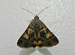 Melipotini