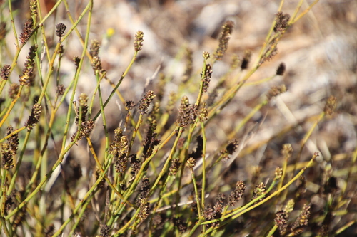 Image of Thesium aggregatum by (c) Tony Rebelo, some rights reserved (CC BY-SA)