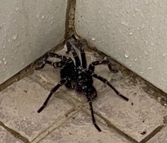 Cyrtopholis portoricae