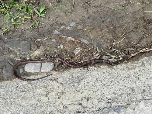 Zaw's Wolf Snake