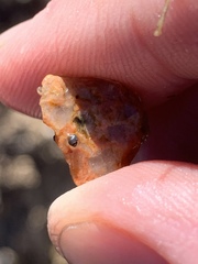 Pyrgulopsis deserta