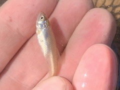 Cyprinella lutrensis