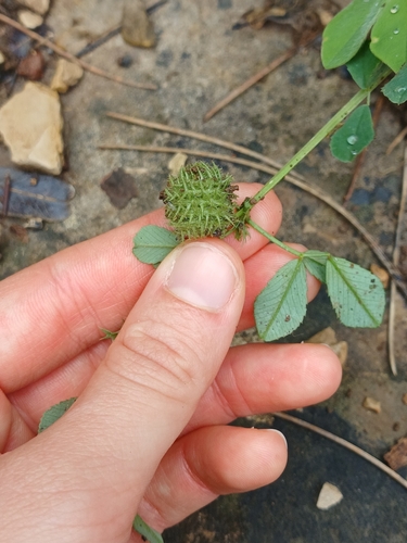 Medicago ciliaris, photograph 3