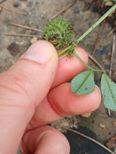 Medicago ciliaris, photograph 4