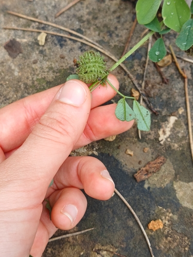 Medicago ciliaris, photograph 5
