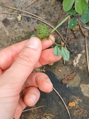 yelena_antipova, CC BY, iNaturalist via GBIF Medicago ciliaris, photograph yelena_antipova, CC BY, iNaturalist via GBIF