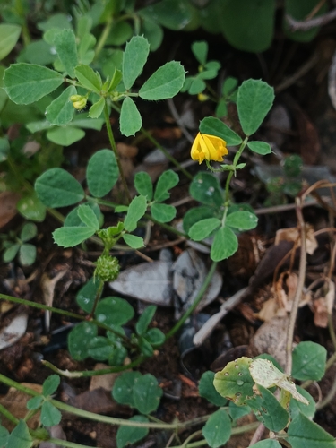Medicago ciliaris, photograph 6