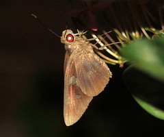 Erionota hiraca