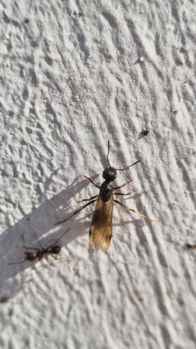 背视图图像 - Kéliane Fourche