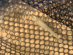 Cyprinella lutrensis