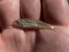 Cyprinella lutrensis