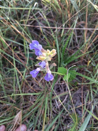 Salvia ovalifolia