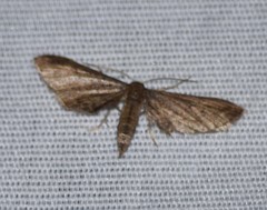 Protoproutia laredoata