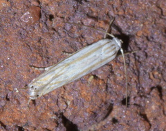 Polyhymno luteostrigella